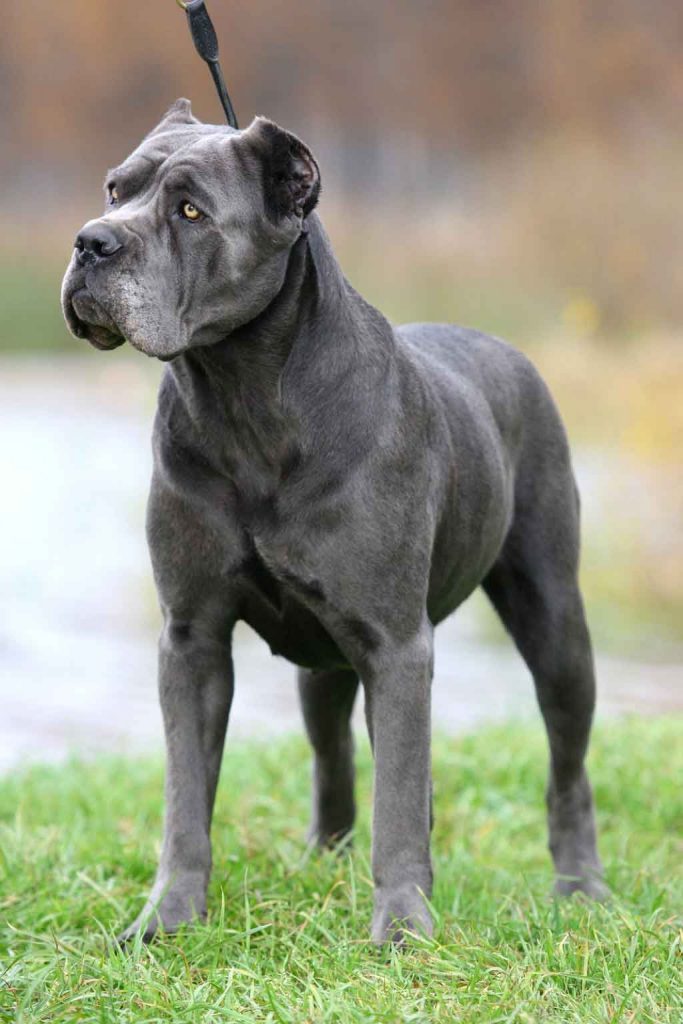 A black Cane Corso dog with cropped ears standing outdoors A black Cane Corso dog with cropped ears standing outdoors