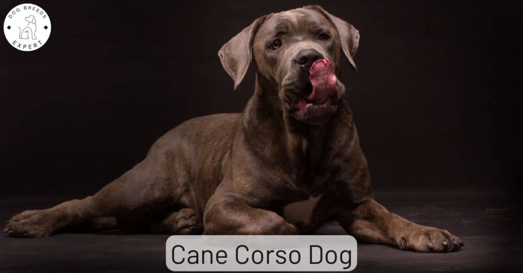 Cane Corso Dog