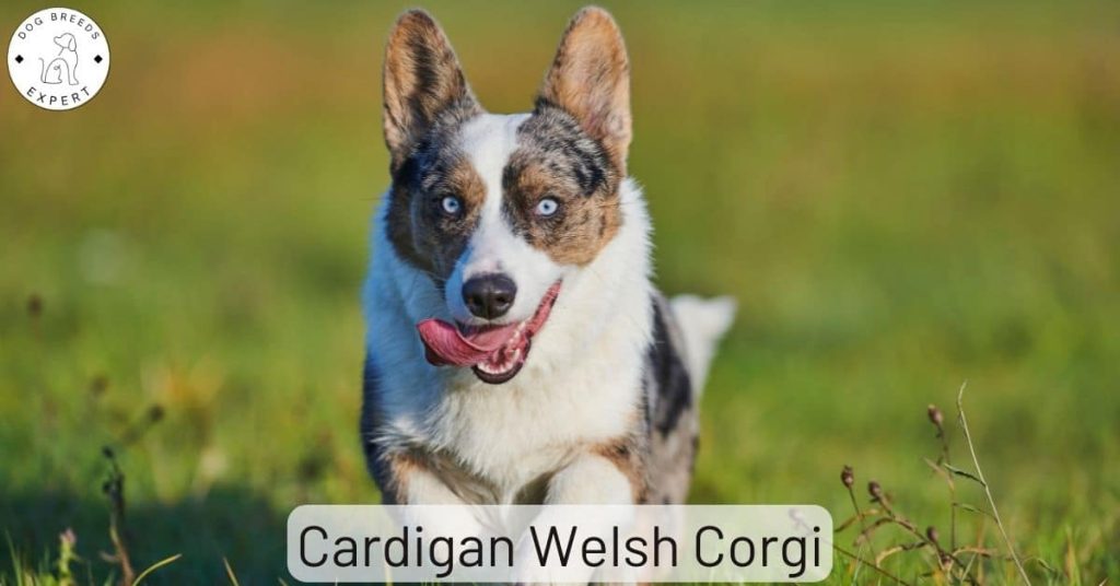 Cardigan Welsh Corgi