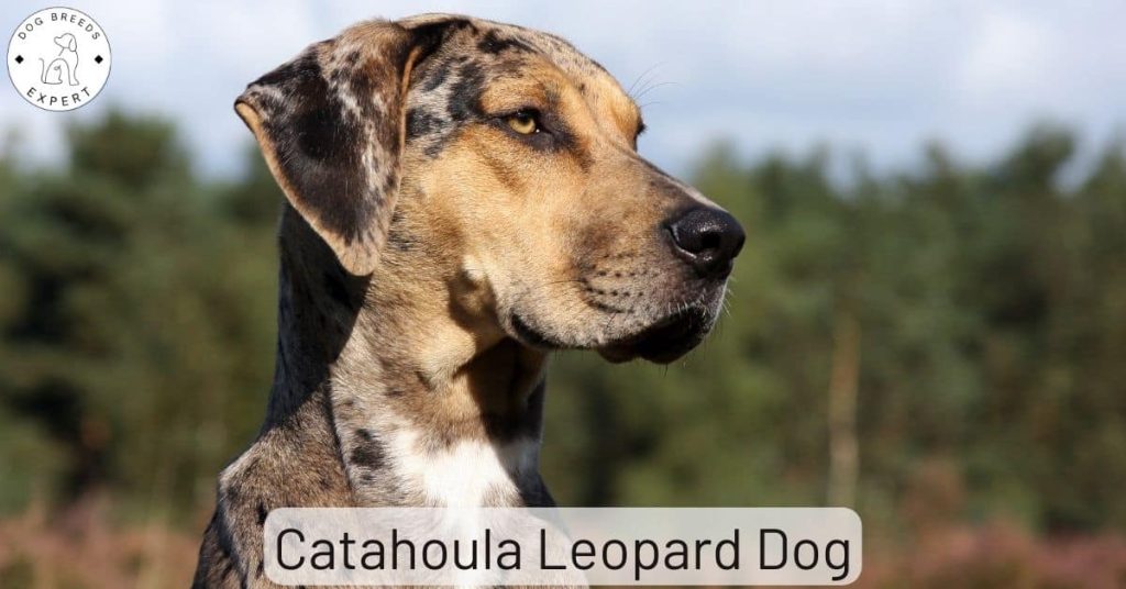 Catahoula Leopard Dog