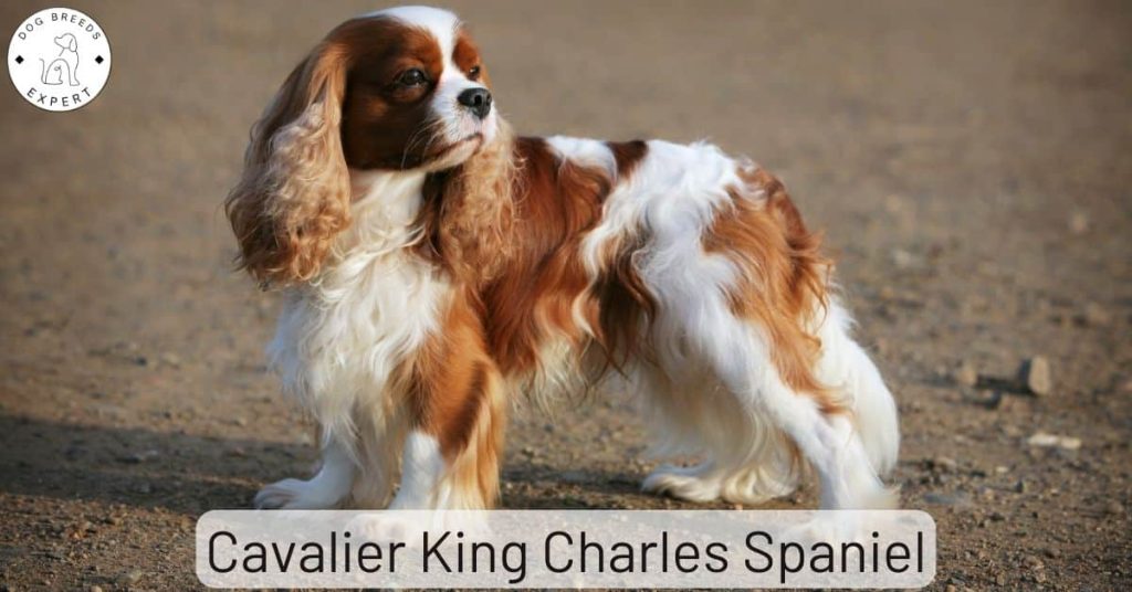 Cavalier King Charles Spaniel