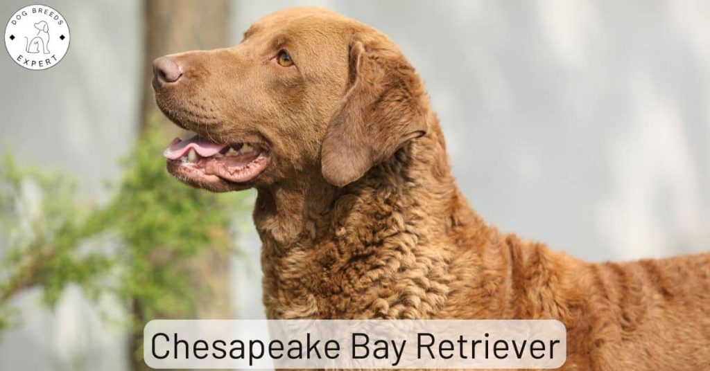 Chesapeake Bay Retriever