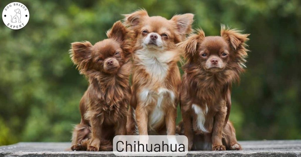 Chihuahua