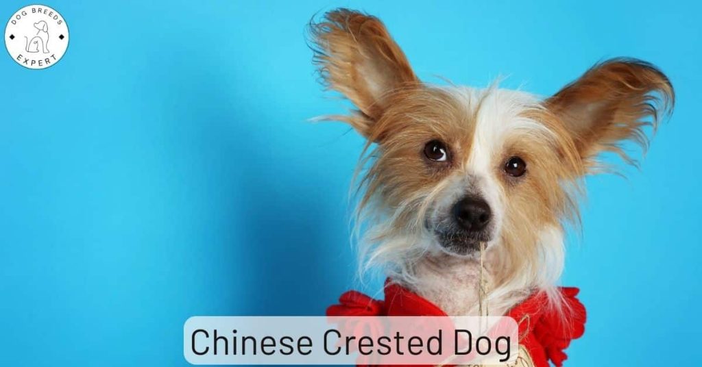 Chinese Crested Dog