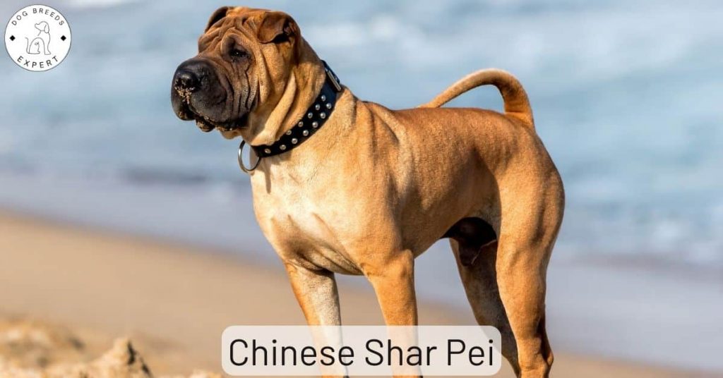 Chinese Shar Pei