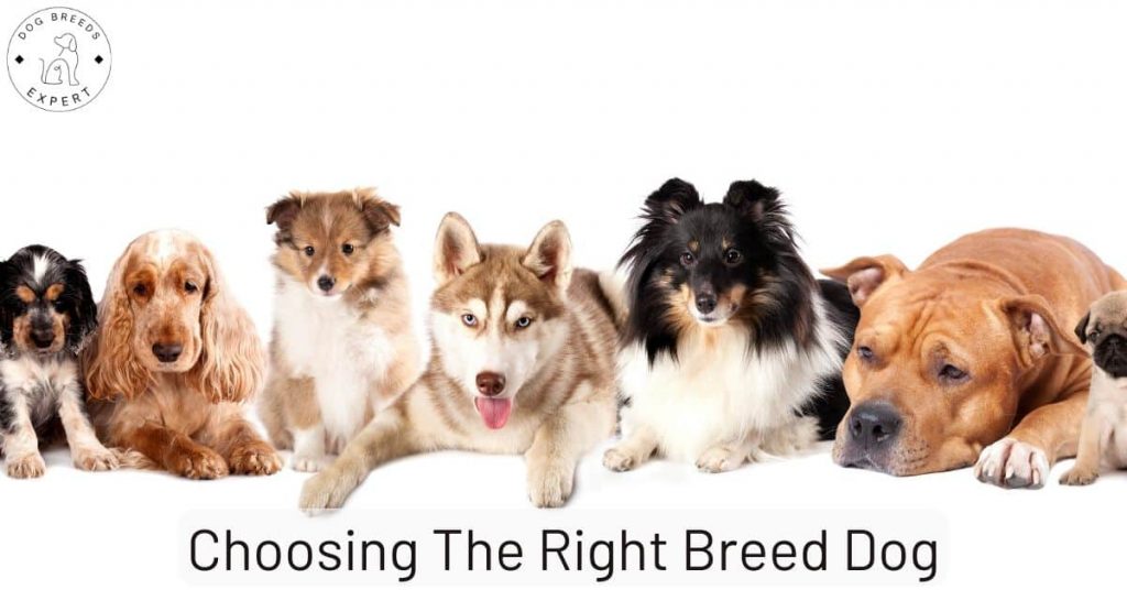Choosing The Right Breed Dog