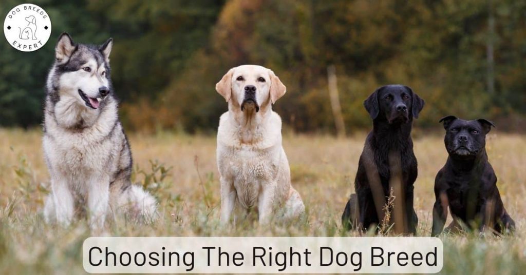 Choosing the Right Dog