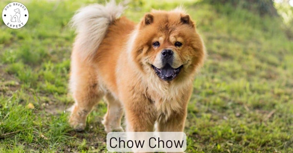 Chow Chow