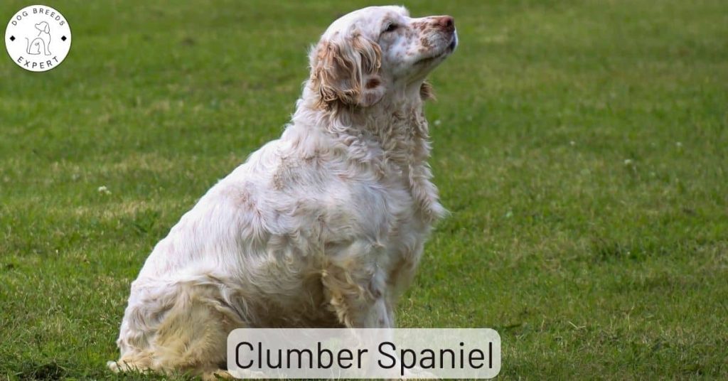 Clumber Spaniel
