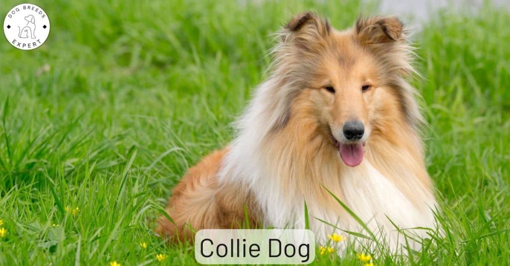 Collie Dog
