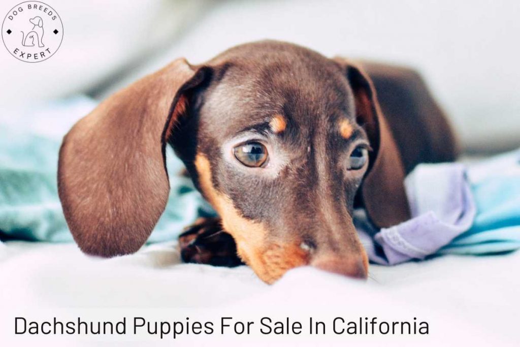 Dachshund Puppies For Sale In California