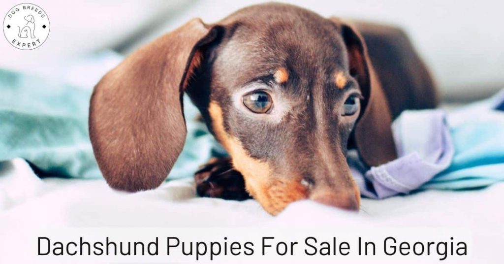 Dachshund Puppies For Sale In Georgia