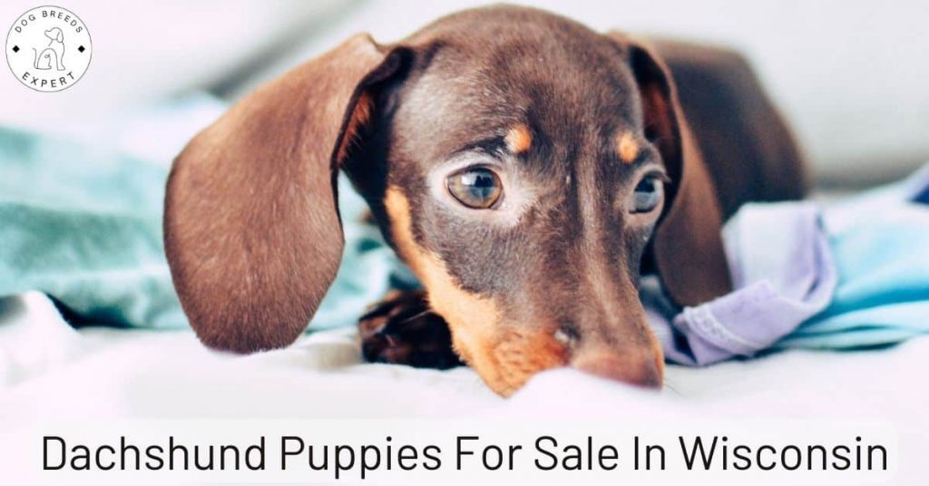 Dachshund Puppies For Sale In Wisconsin