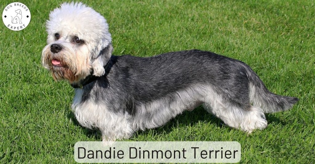Dandie Dinmont Terrier