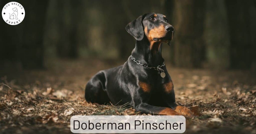 Doberman Pinscher