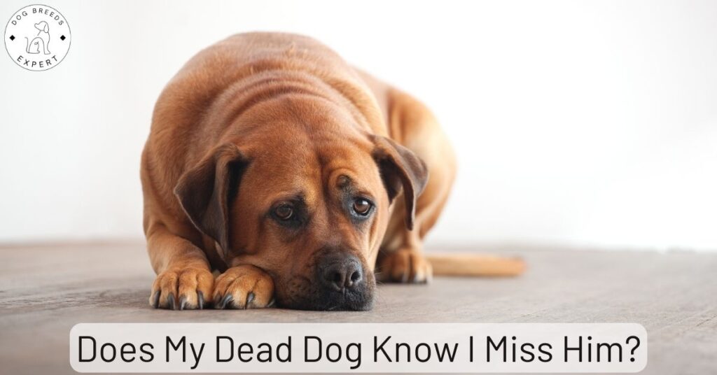 Does My Dead Dog Know I Miss Him