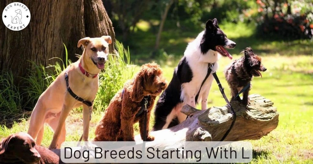 Dog Breeds List L : All Breeds Beginning With The Letter L