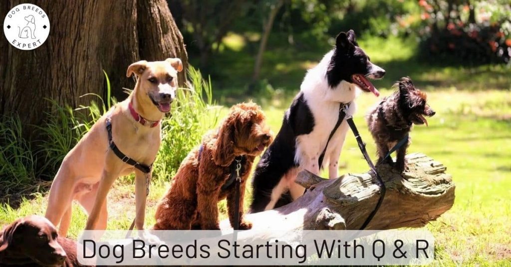Our Dog Breeds List Q-R. Which Breed Suits You Best?