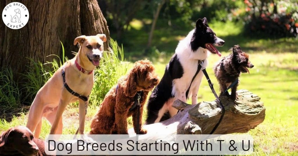 Dog Breeds List T-U: The World’s Breeds Starting With T-U