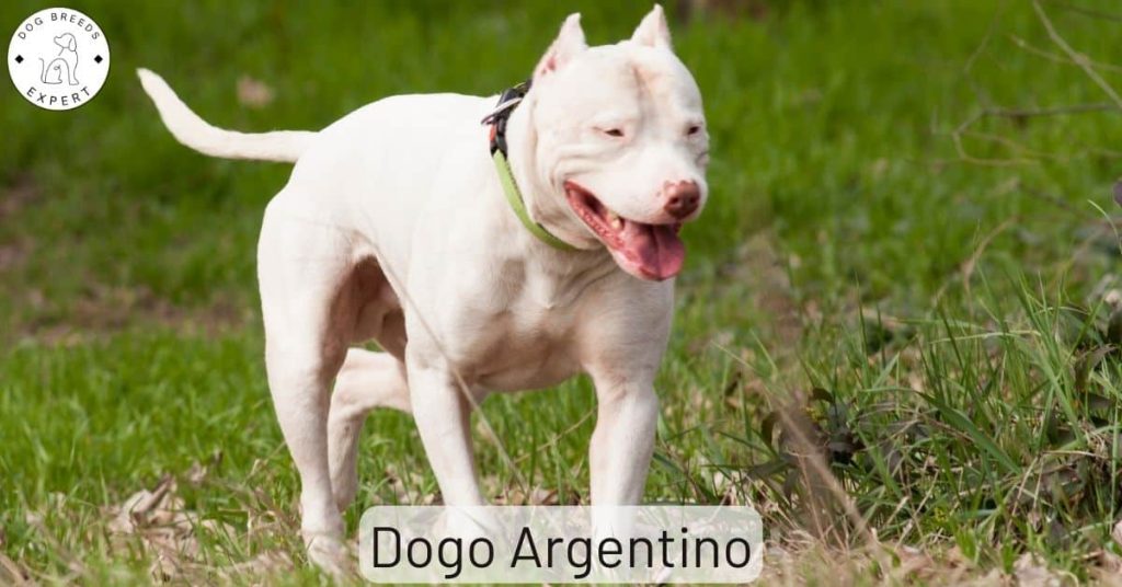 Dogo Argentino