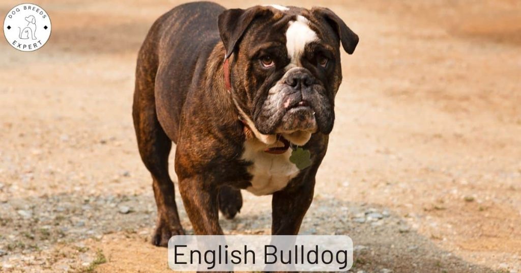 English Bulldog