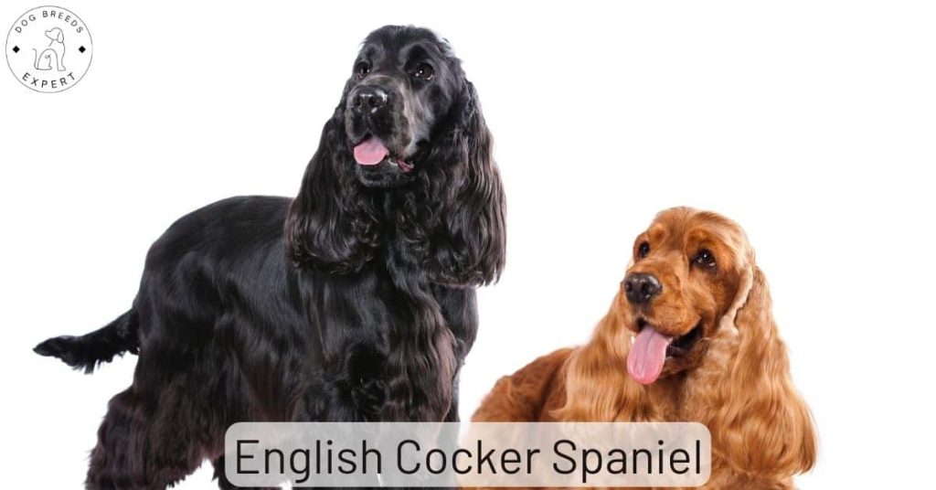 English Cocker Spaniels