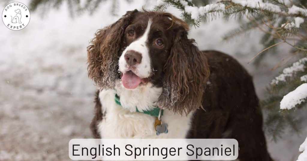 English Springer Spaniel