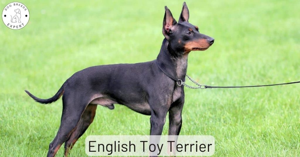 English Toy Terrier