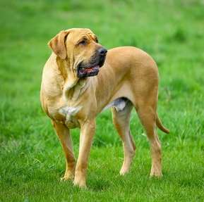 A Fila Brasileiro dog standing in a grassy field A Fila Brasileiro dog standing in a grassy field