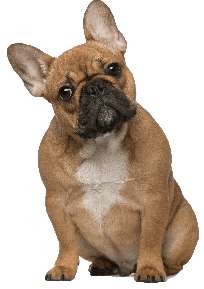 A French Bulldog sitting down against a white background