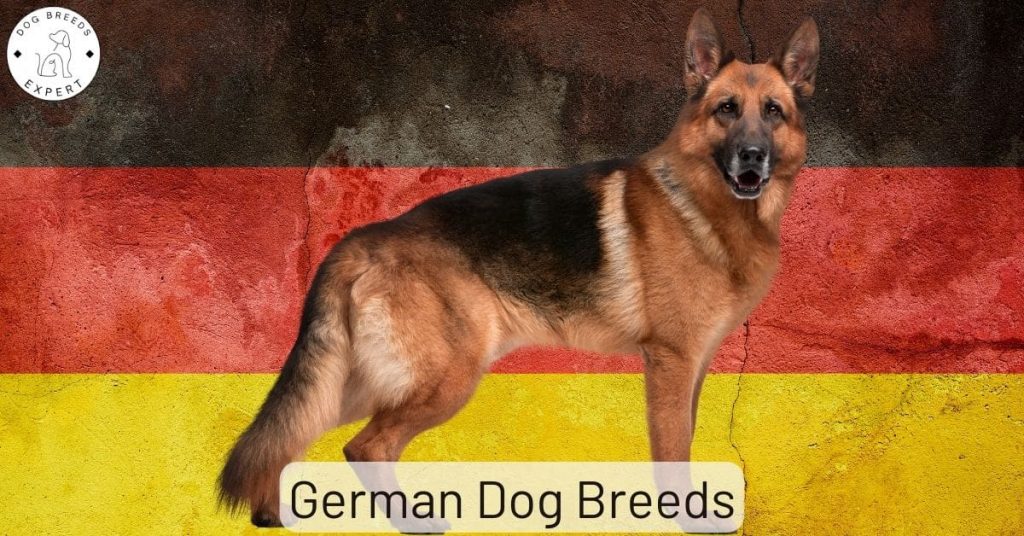 German Dog Breeds – Which Breeds Originated In Germany?