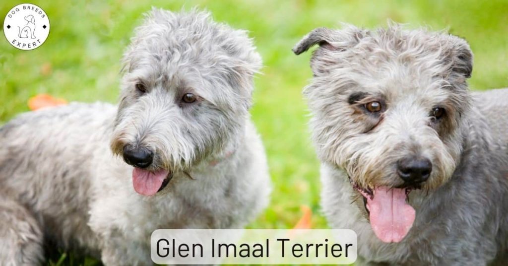 Glen Imaal Terrier