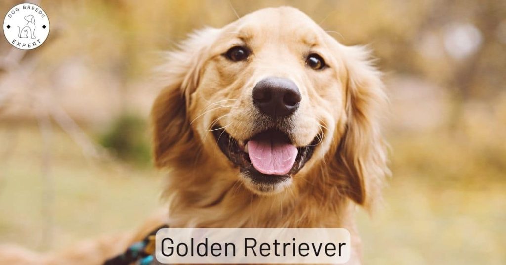 Golden Retriever