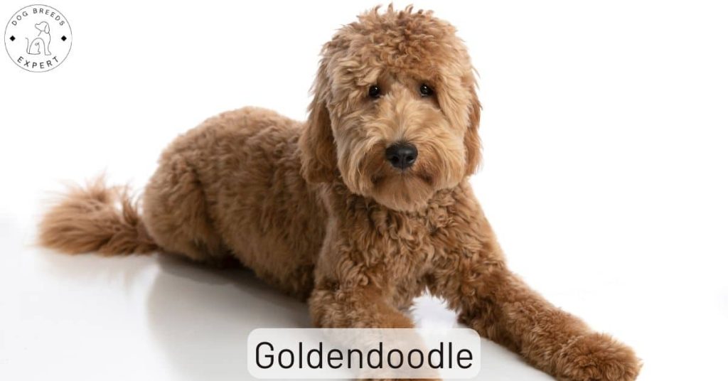 Goldendoodle