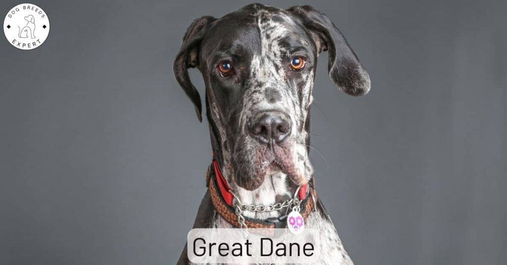 Great Dane