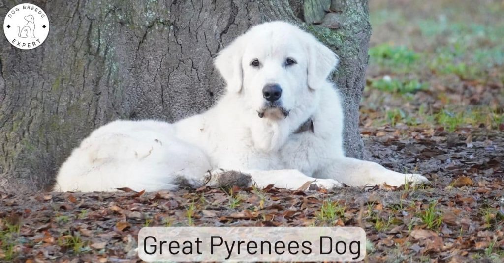Great Pyrenees Dog