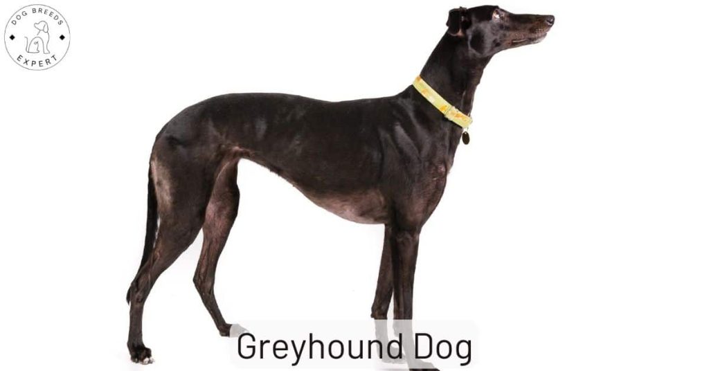 Greyhound Dog