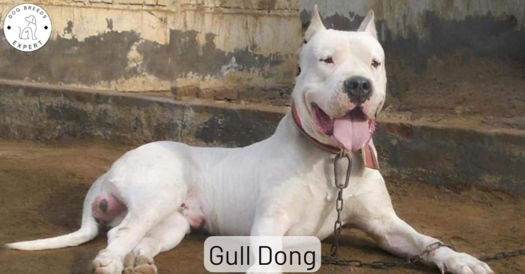 Gull Dong