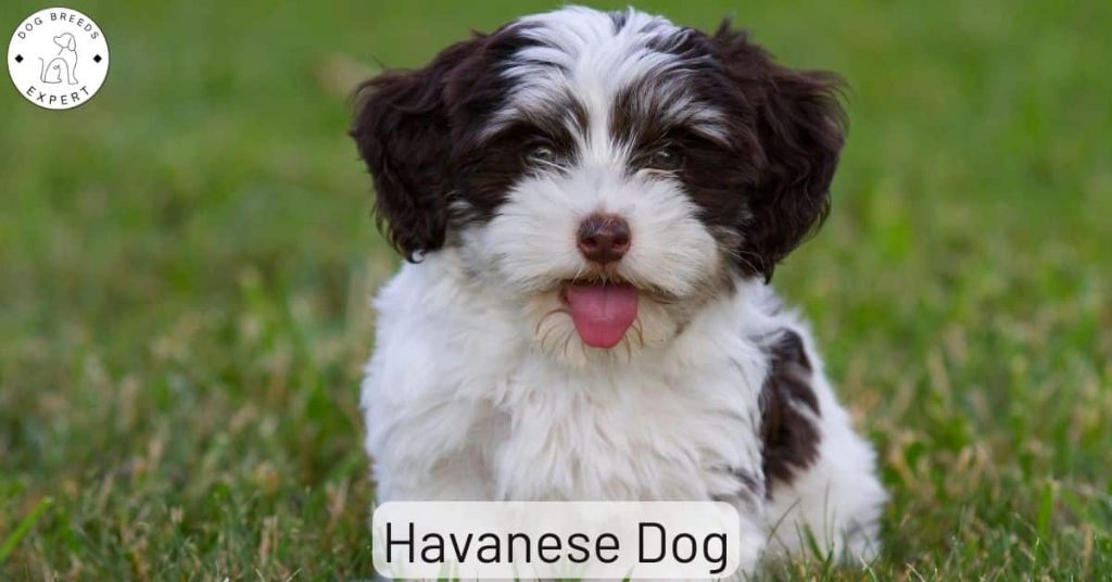 Havanese Dog