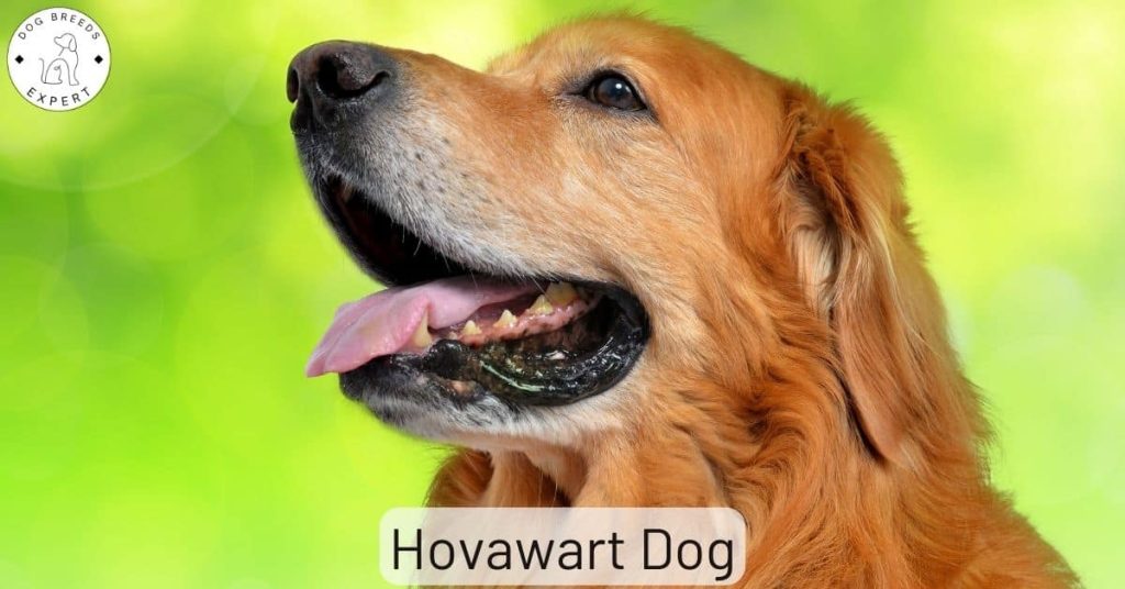 The Hovawart Dog Is A Large Farm Dog From Germany