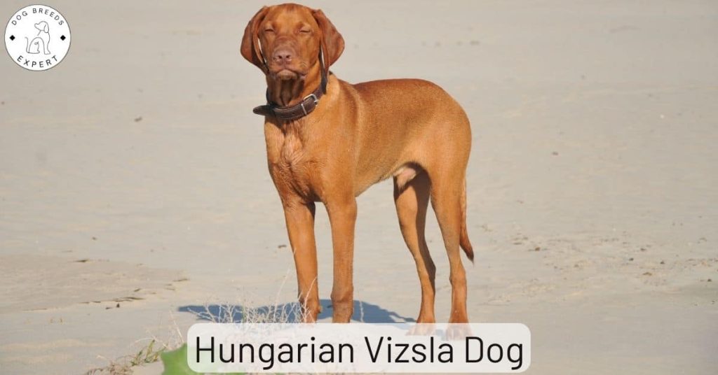 Hungarian Vizsla Dog