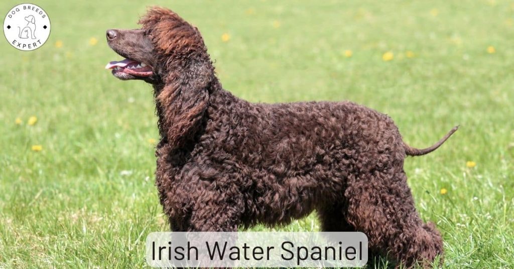 Irish Water Spaniel