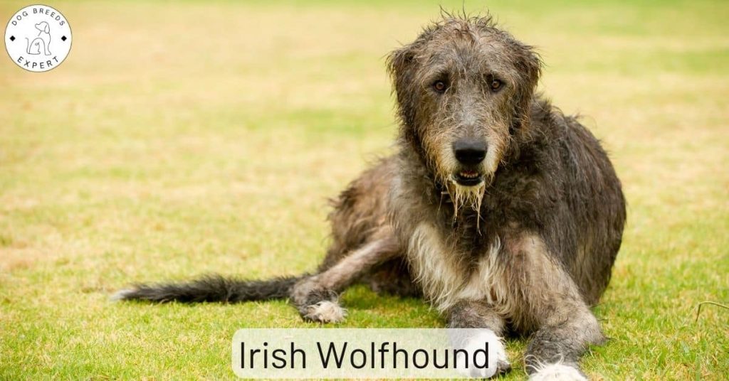 Irish Wolfhound