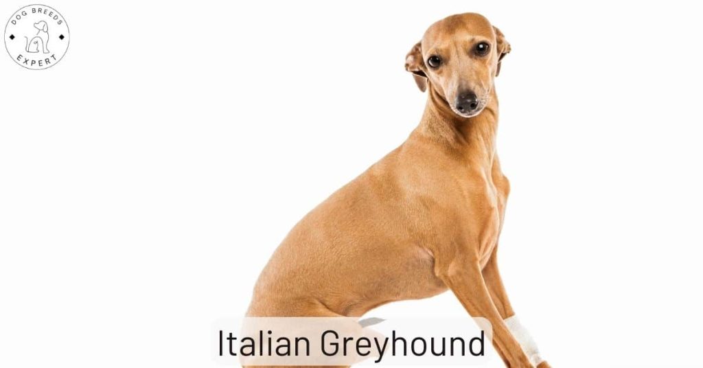 Italian Greyhound