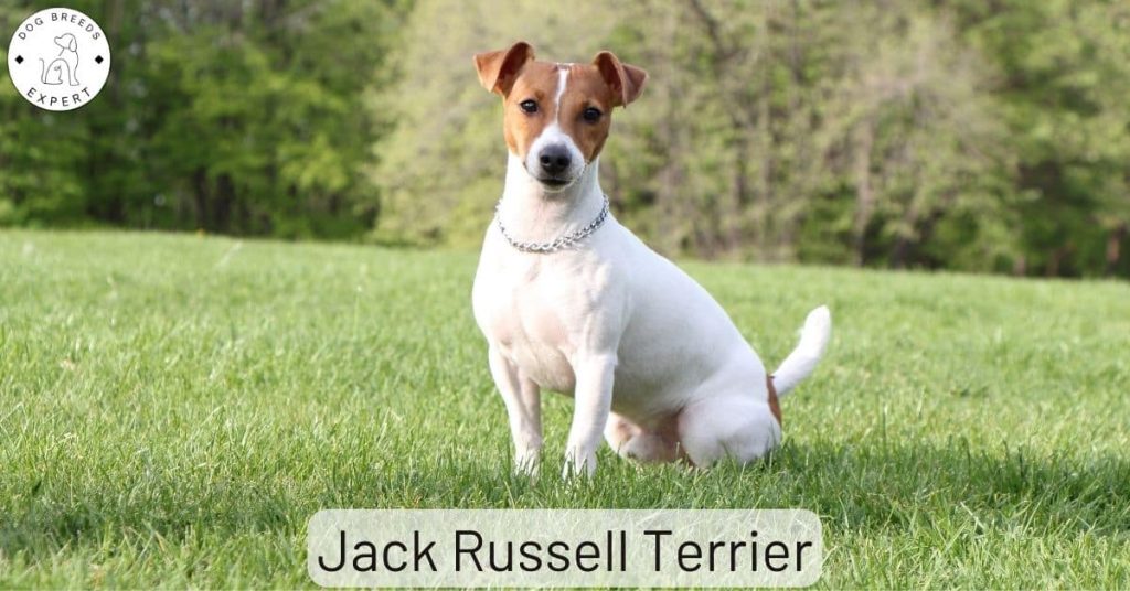 Jack Russell Terrier
