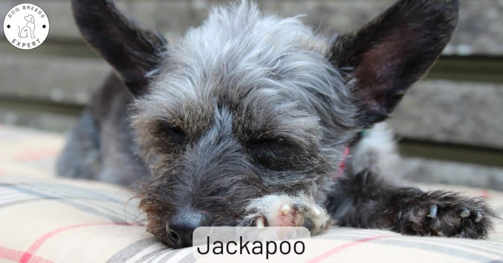 Jackapoo