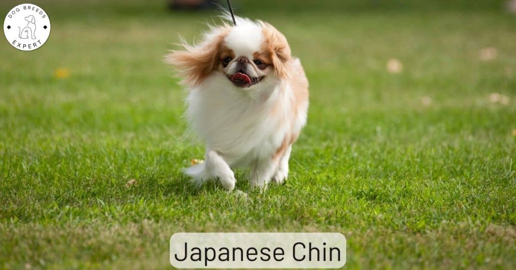 Japanese Chin