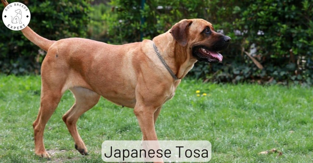 Japanese Tosa