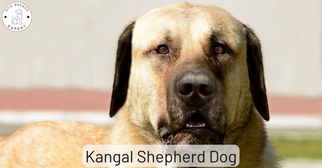 Kangal Shepherd Dog
