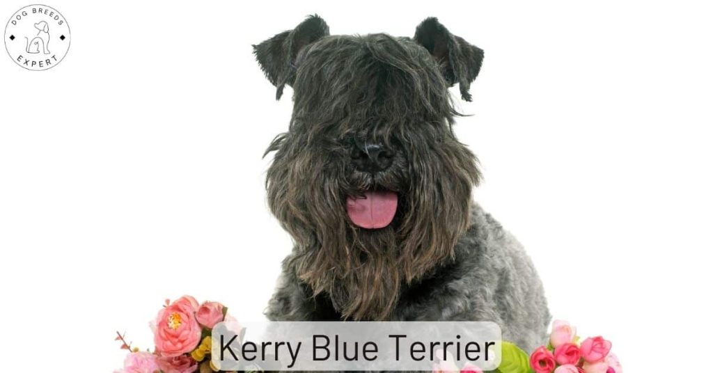 Kerry Blue Terrier